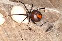 Latrodectus_hasselti_D3656_Z_85_Hamelin pool_Australie